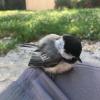 Chickadee on knee