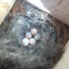 Eggs in a nest box
