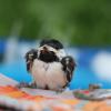 chickadee