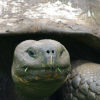 Galapagos Tortoise