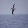 light mantled sooty albatross