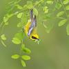 A Lawrence's warbler by B.N. Singh