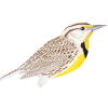 meadowlark