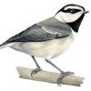 MountainChickadee