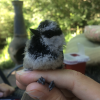 mountain chickadee