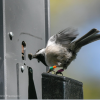 chickadee at smart feeder