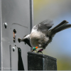 chickadee at feeder