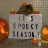 pumpkins