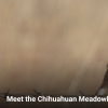 meadowlark