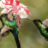 Hummingbird