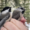 black-capped and mountain chickadees in the hand
