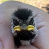 mountain chickadee chick in the hand
