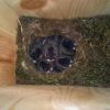 BCCH in nest