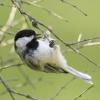 chickadee.photo