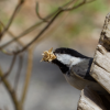 cute chickadee