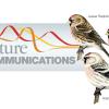 redpoll finches with Nature Communication Logo