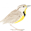 meadowlarks