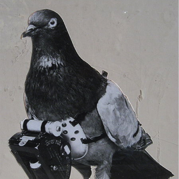 a pigeon with a camera around its neck