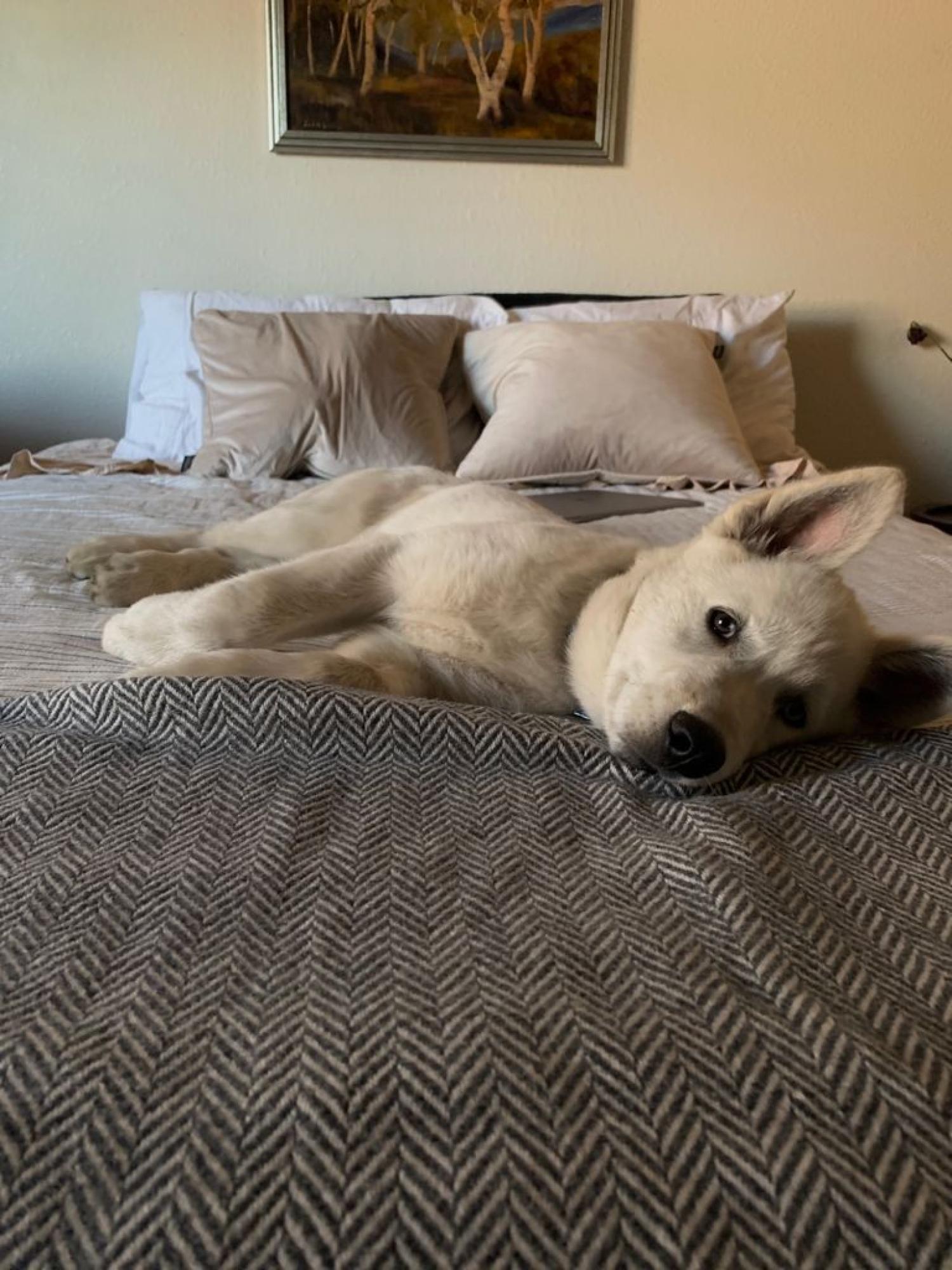 Storm dog