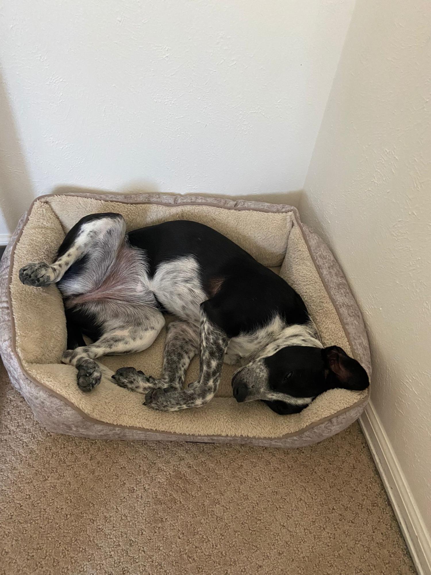 Pepper dog