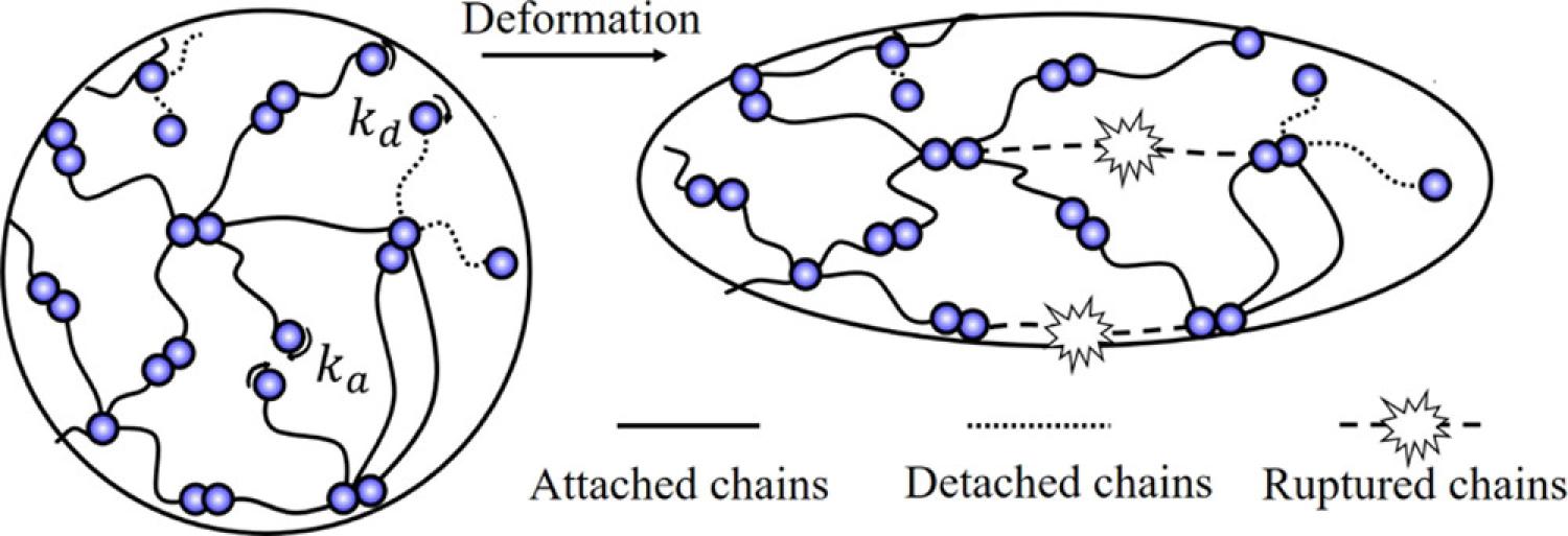chain rupture vs chain detachment