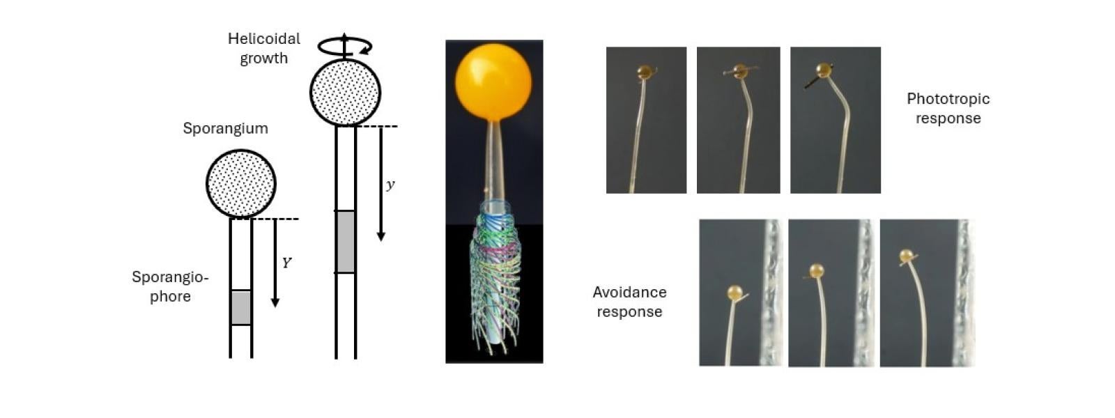 phycomyce