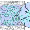2D Gel Network