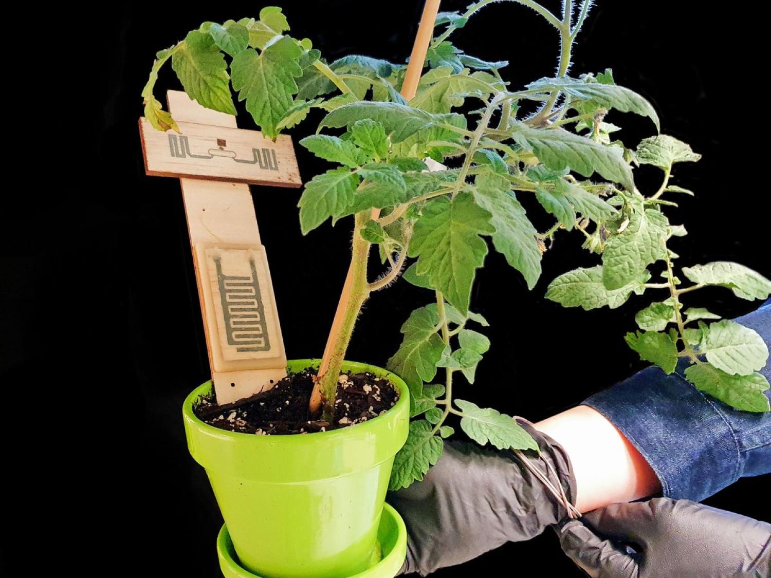 biodegradable sensor