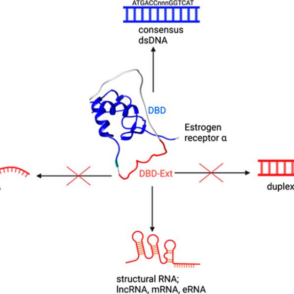 TFs bind RNA