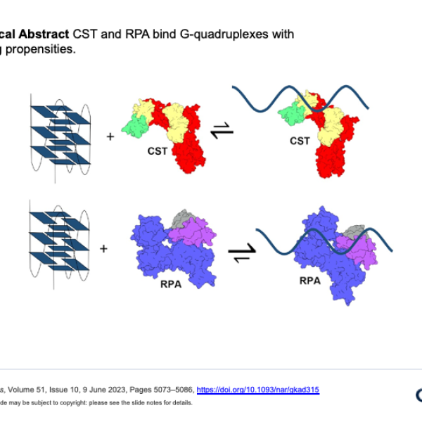 RPA engages telomeric G-quadruplexes more effectively than CST