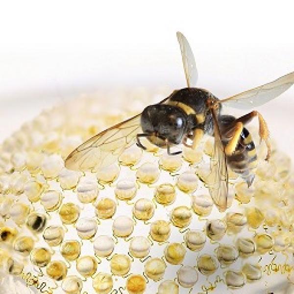 wasp on nanotechnology background
