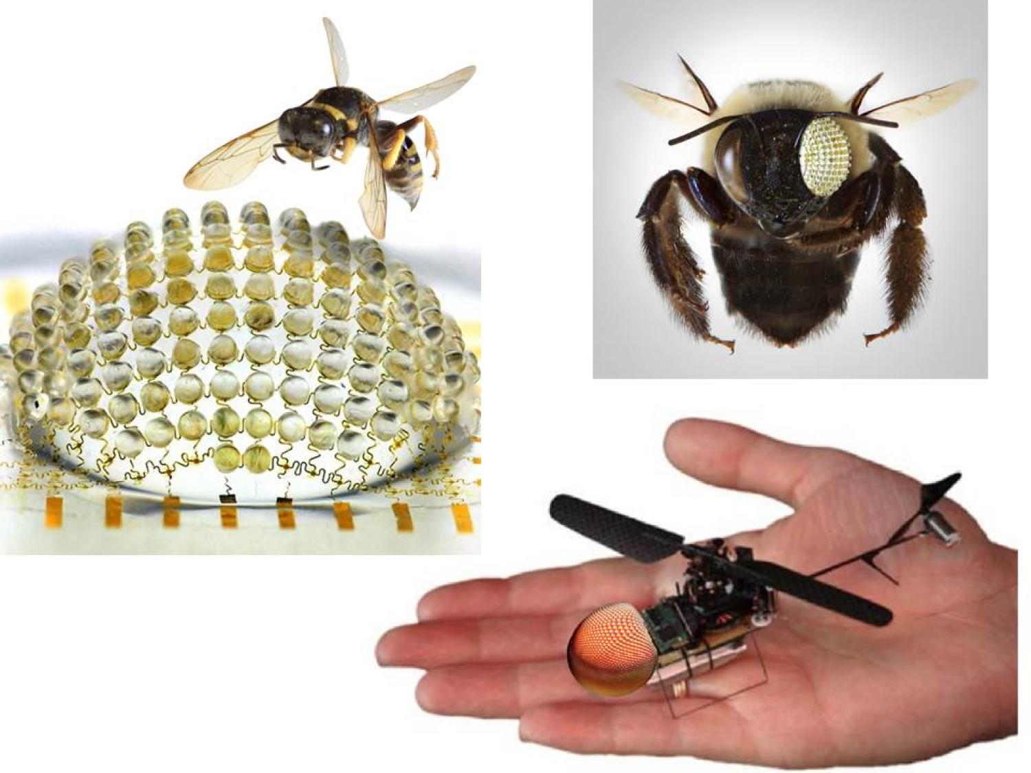 Bio-inspired Bug Eye Camera