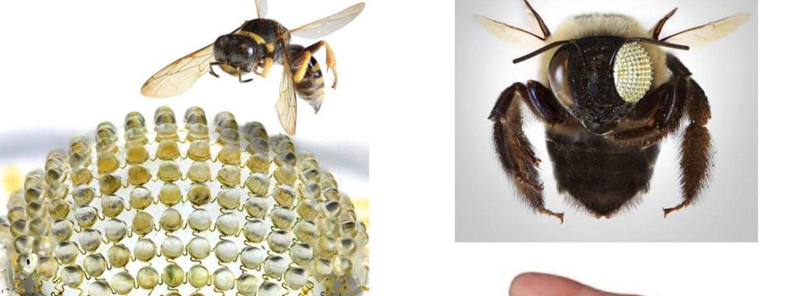 Bio-inspired Bug Eye Camera
