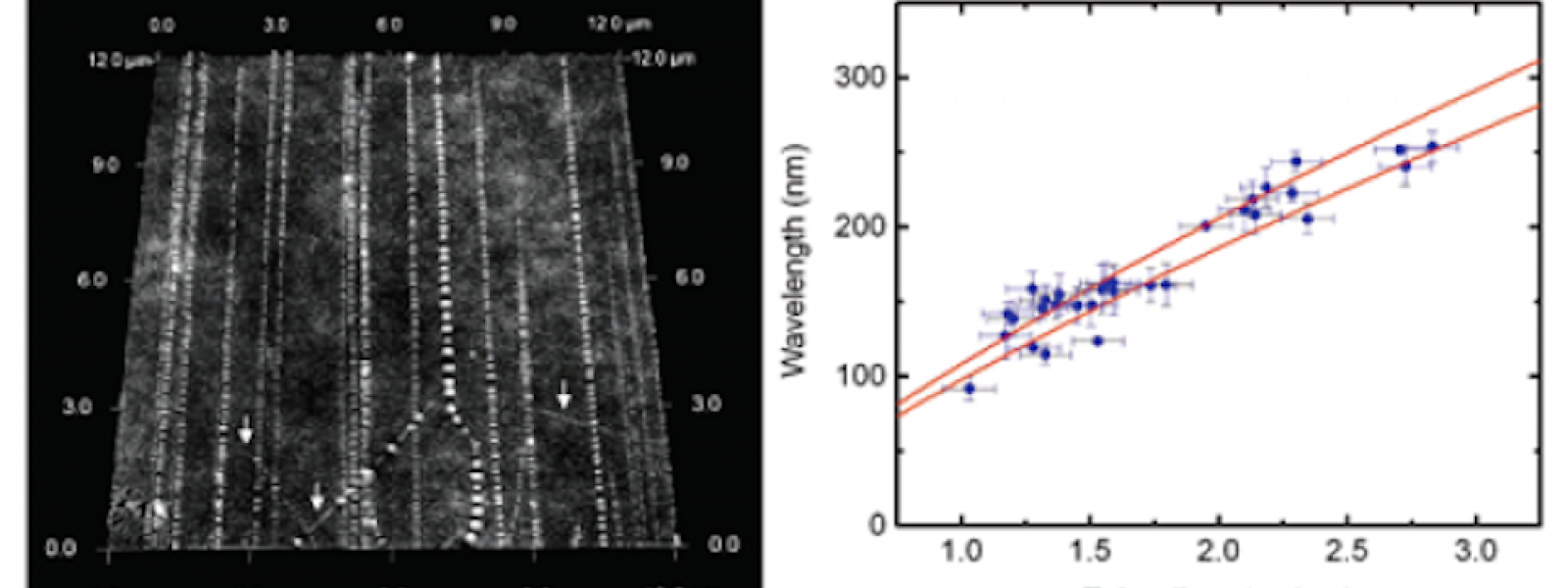 Molecular Scale Buckling Mechanics of Carbon Nanotubes on Elastomers