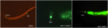 Cell Death Proteases
