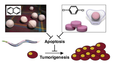 Drug Screens using C. elegans as an animal model