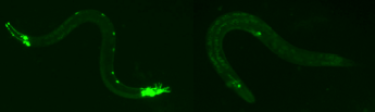 Regulation of Programmed Cell Death
