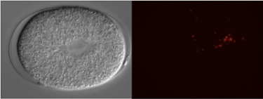 Parental mitochondria