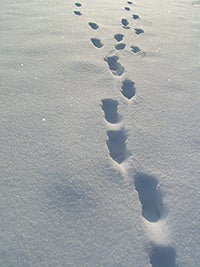 footsteps in the snow