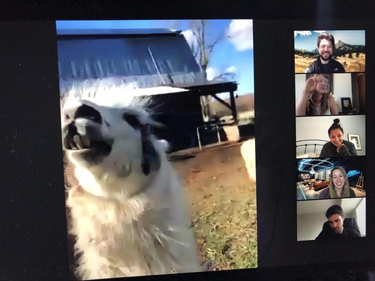 Virtual farm animal visit