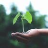 Growth