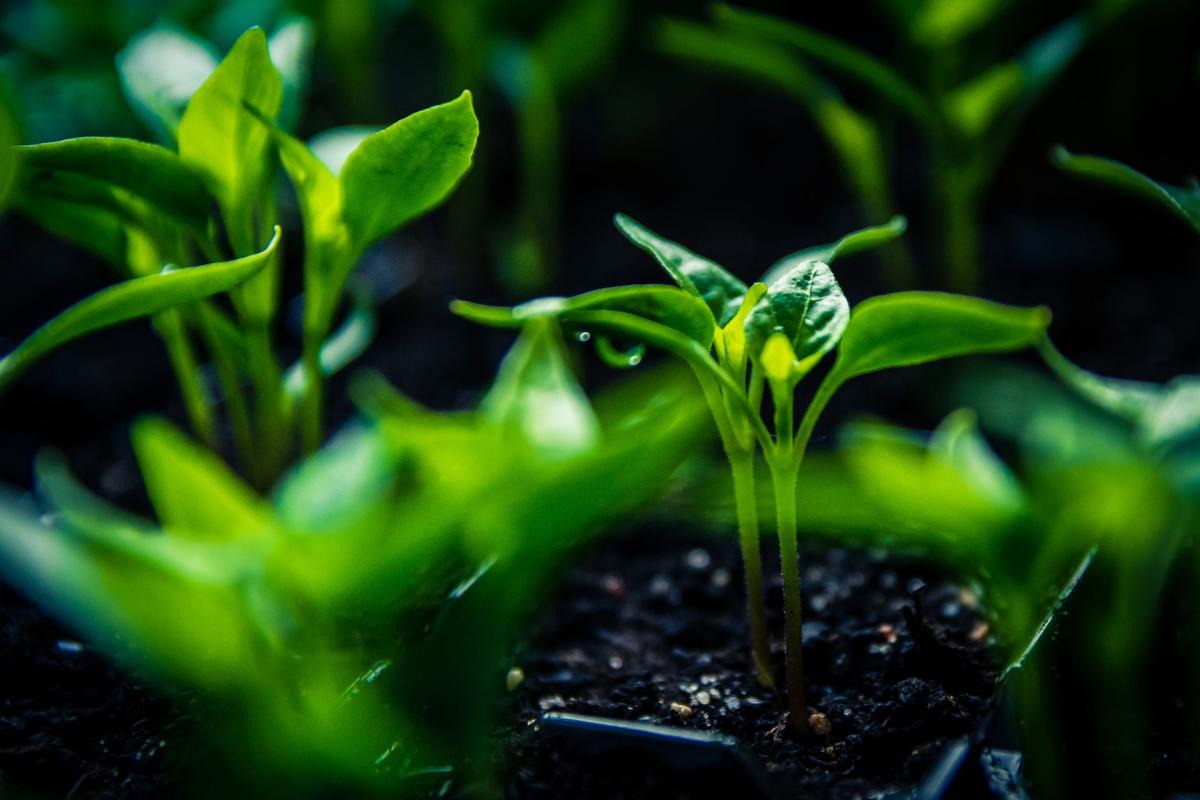 a photo of young, green plants sprouting out of rich, dark soil