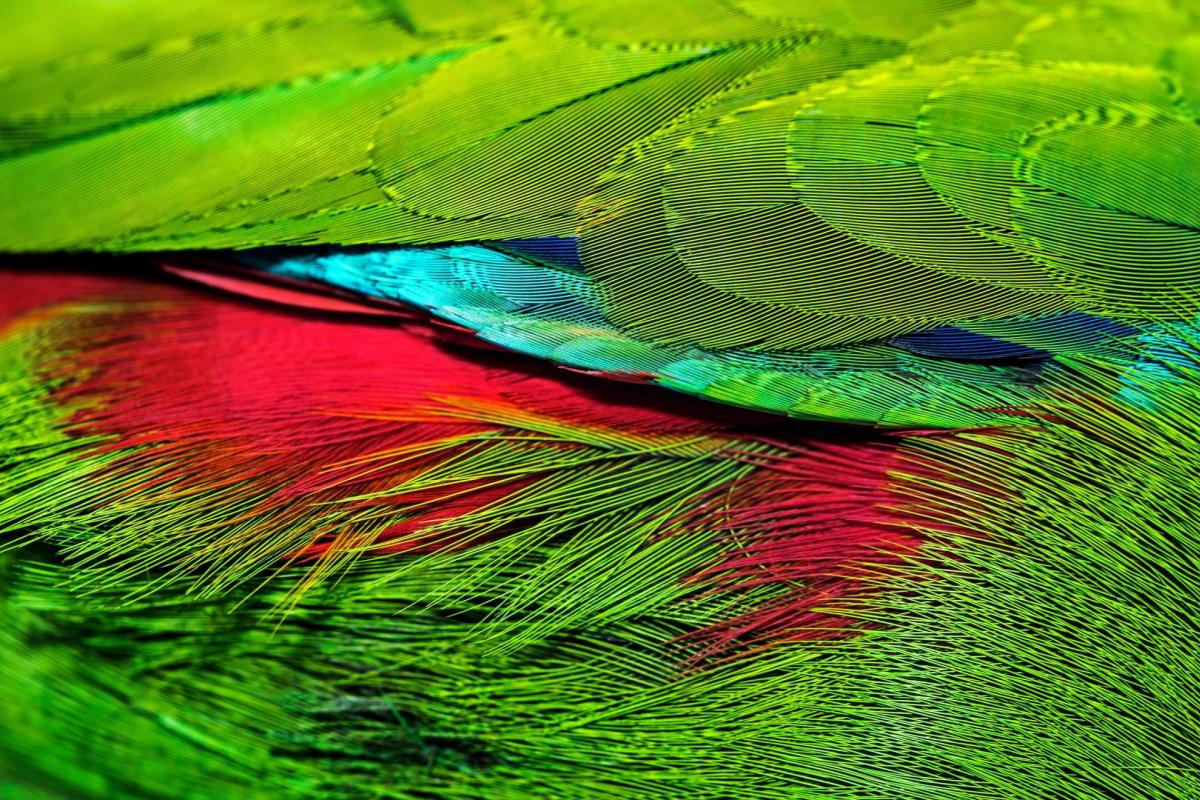 a close-up photo of irridescent green, red and blue bird feathers