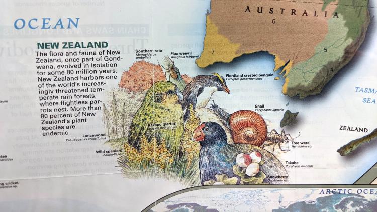 National Geographic, “Diversity of Life” 1999 showing illustrations of Australian and New Zealand Birds 