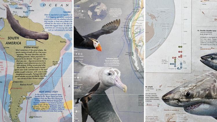  “The Great Whales” 1976; “How Birds Migrate” 2018; and “Great Migrations” 2010 all showing pictures of animal species