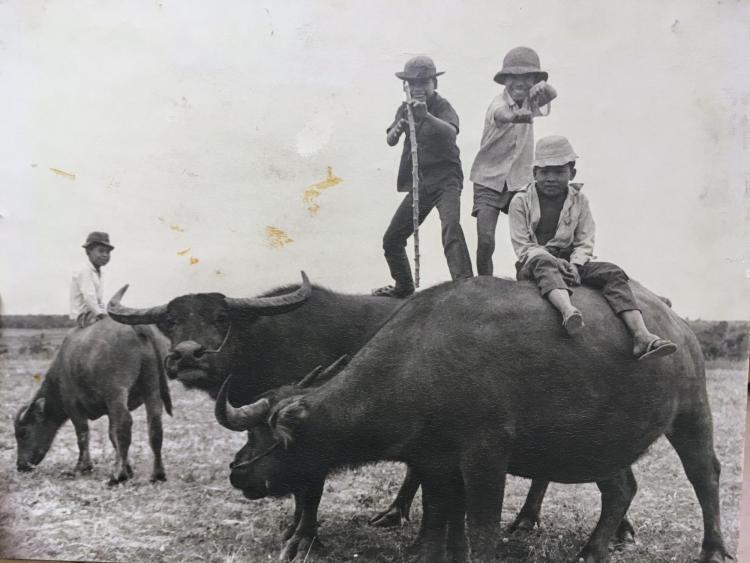 Children playing on an ox in Vietnam in the 1960s