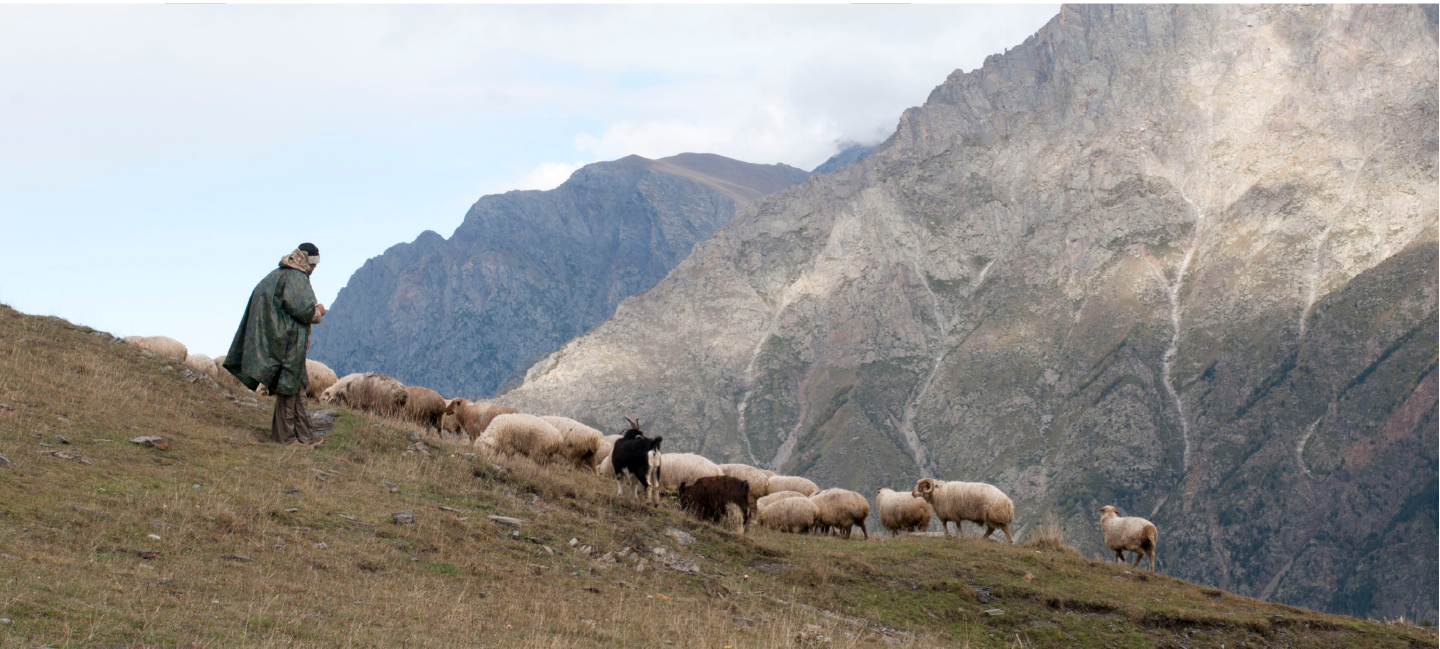 A photo of a mountain goat herd