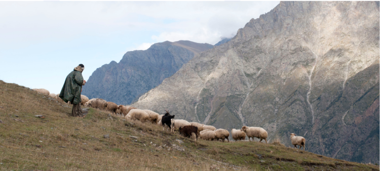 A photo of a mountain goat herd