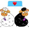 two sheeps