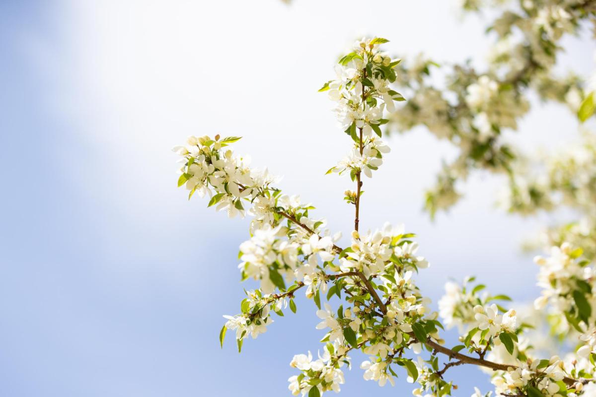 spring